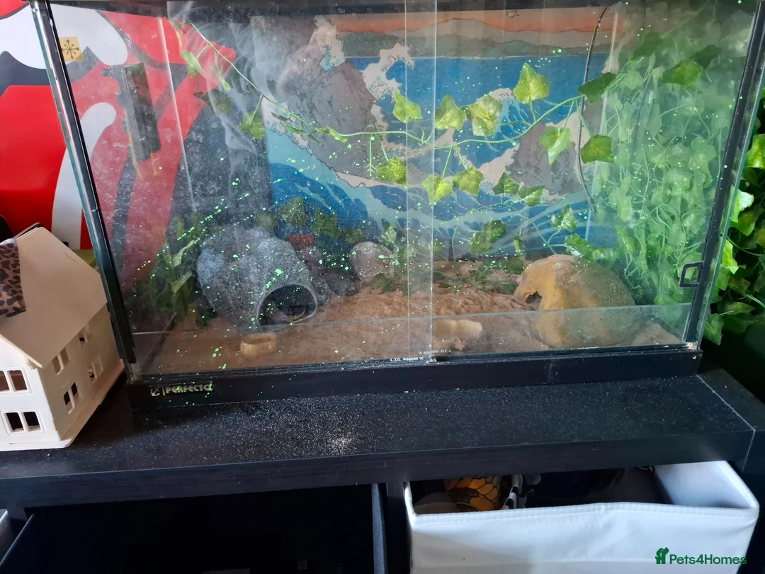 Leopard Gecko reptiles for sale: ADULT Leopard Gecko with set up in Newton Abbot - Advert 2