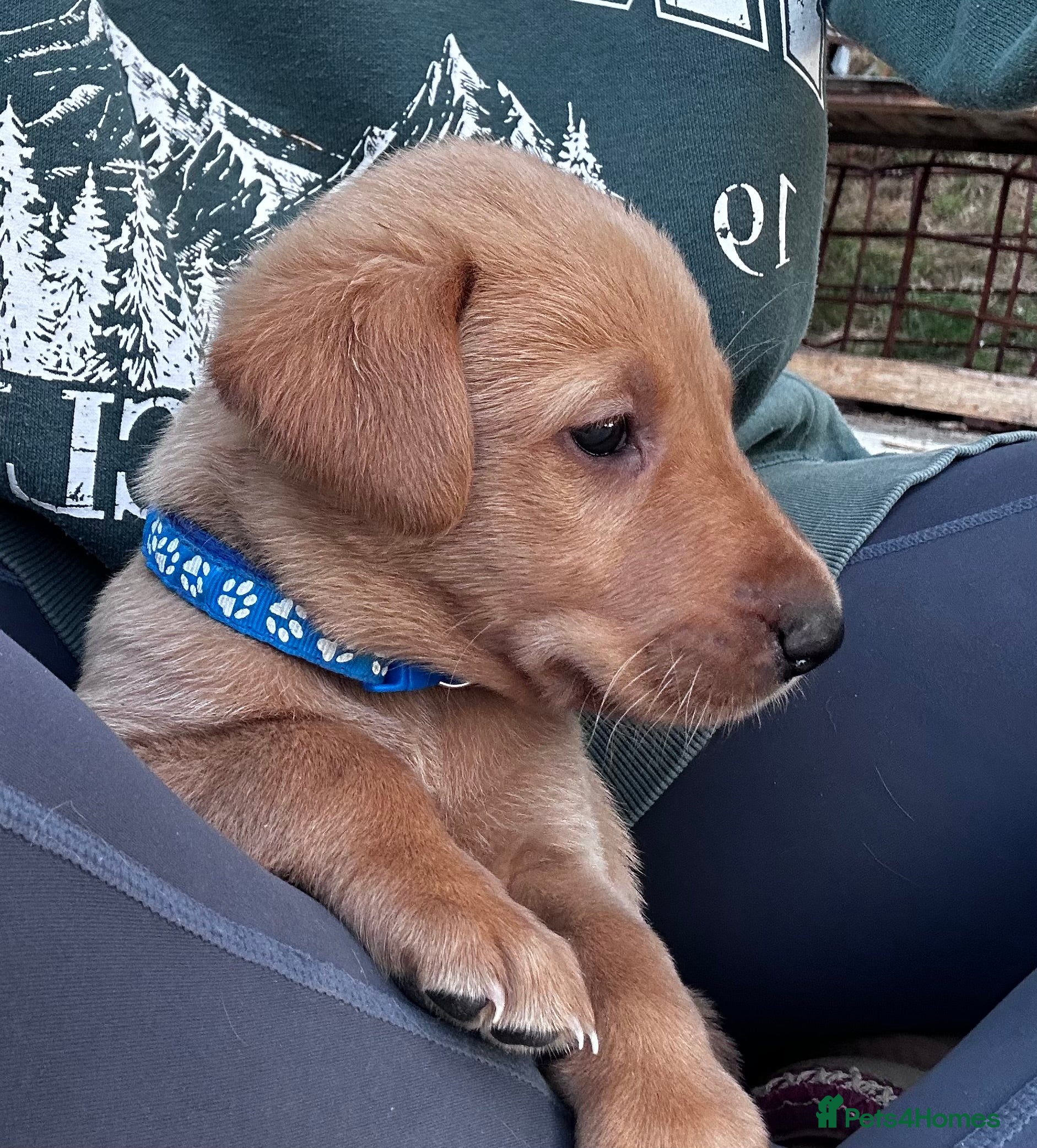 Labrador Retriever dogs Fox Red Labrador Puppies  - Advert 2