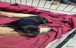 Mixed Breed dogs for sale: Shollies  - Image 6
