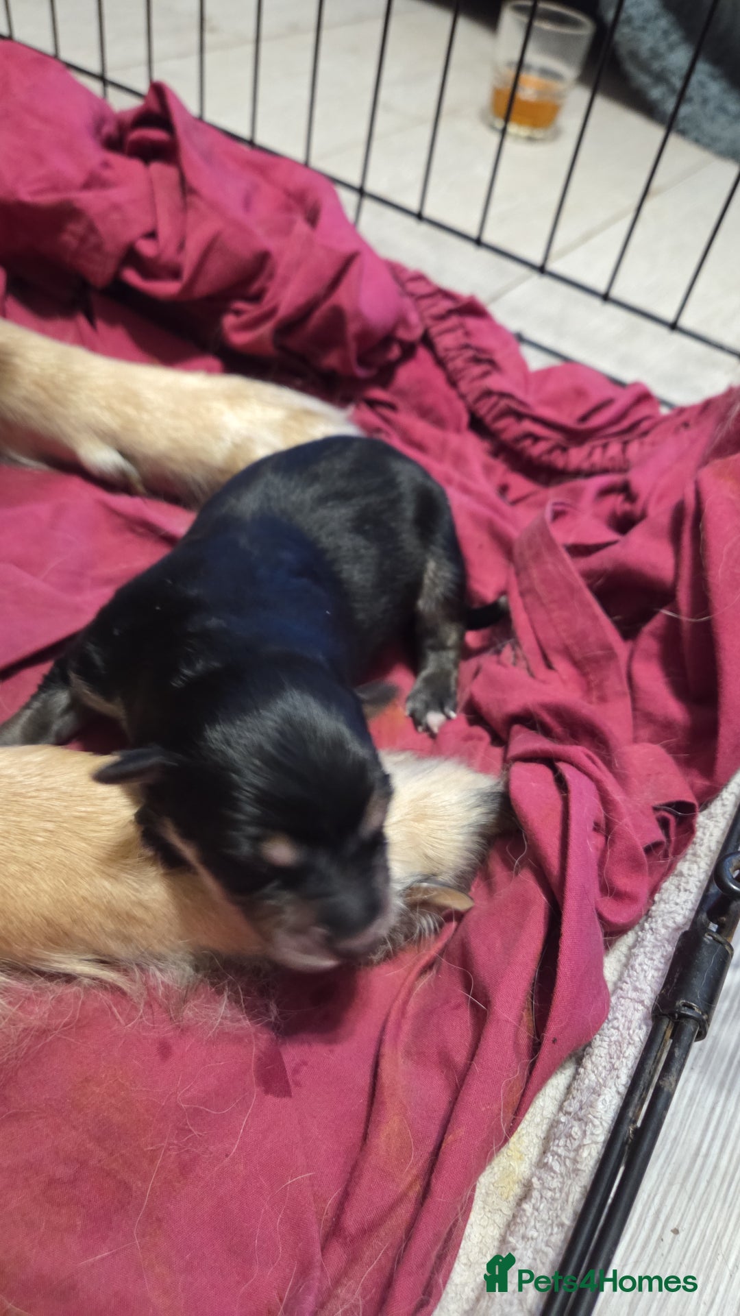 Mixed Breed dogs for sale: Shollies  - Image 6