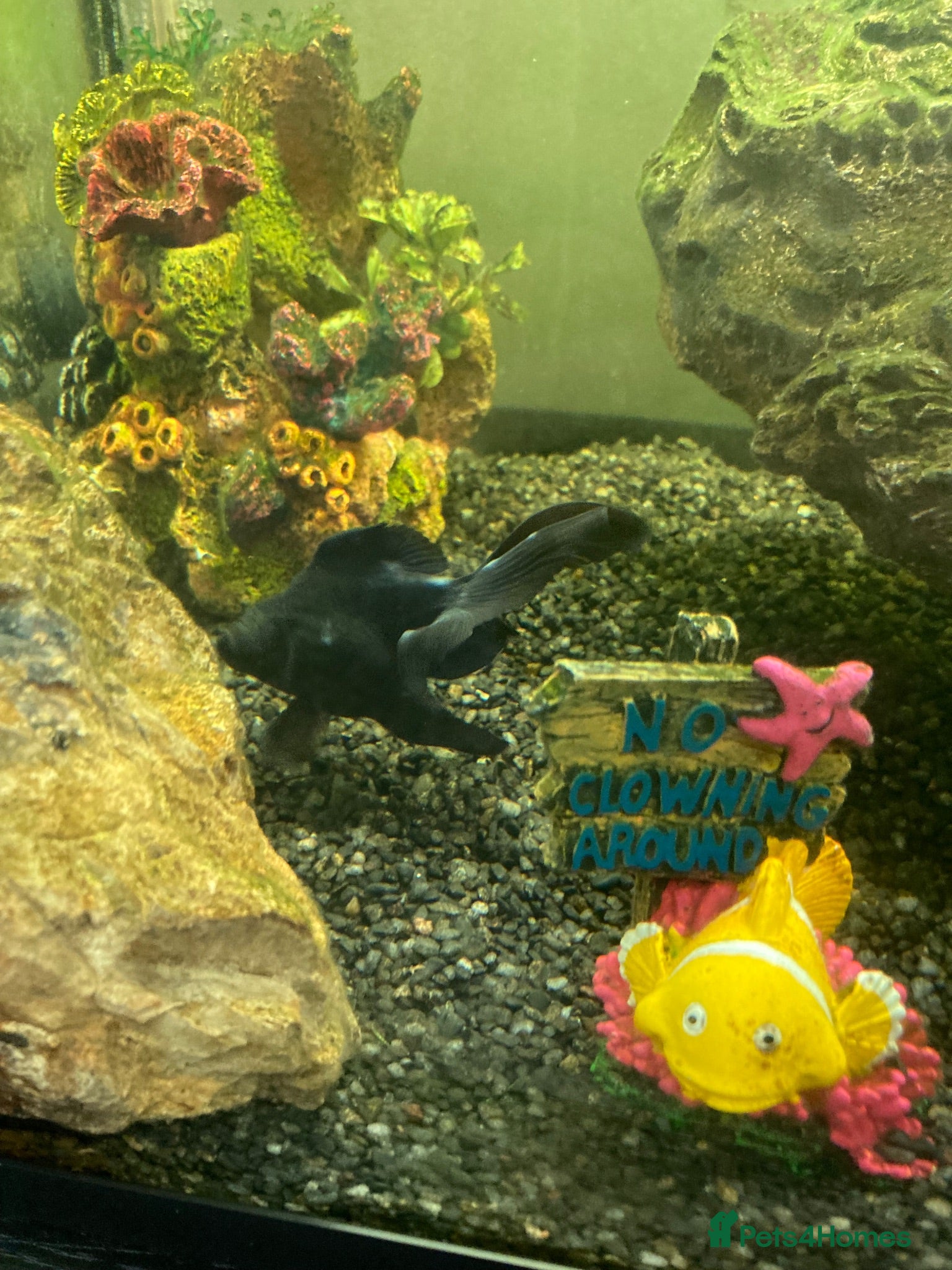 Other/Mixed Breed fish 2 x blackmoor fish  - Advert 11