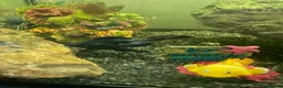 Other/Mixed Breed fish for sale: 2 x blackmoor fish  in Pontefract - Advert 1