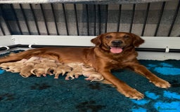 Golden Retriever dogs for sale: Beautiful litter of golden retriever puppies  - Image 1