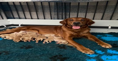 Golden Retriever dogs - Advert 11