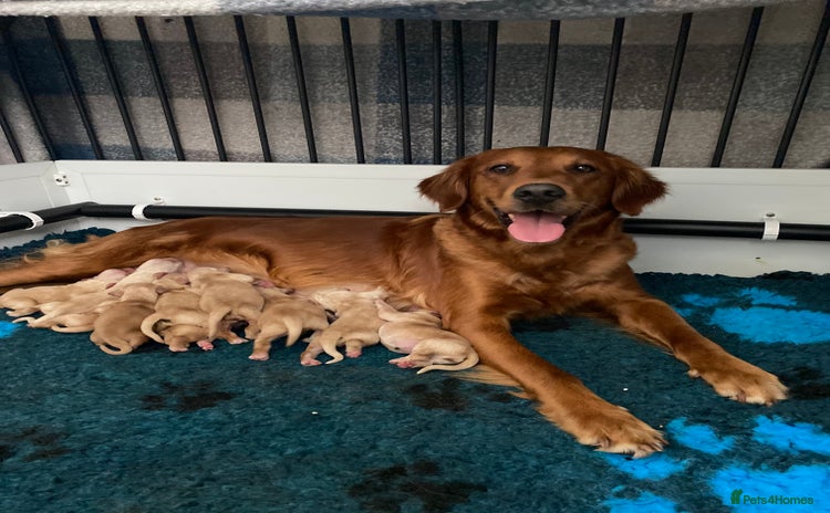 Golden Retriever dogs - Advert 1