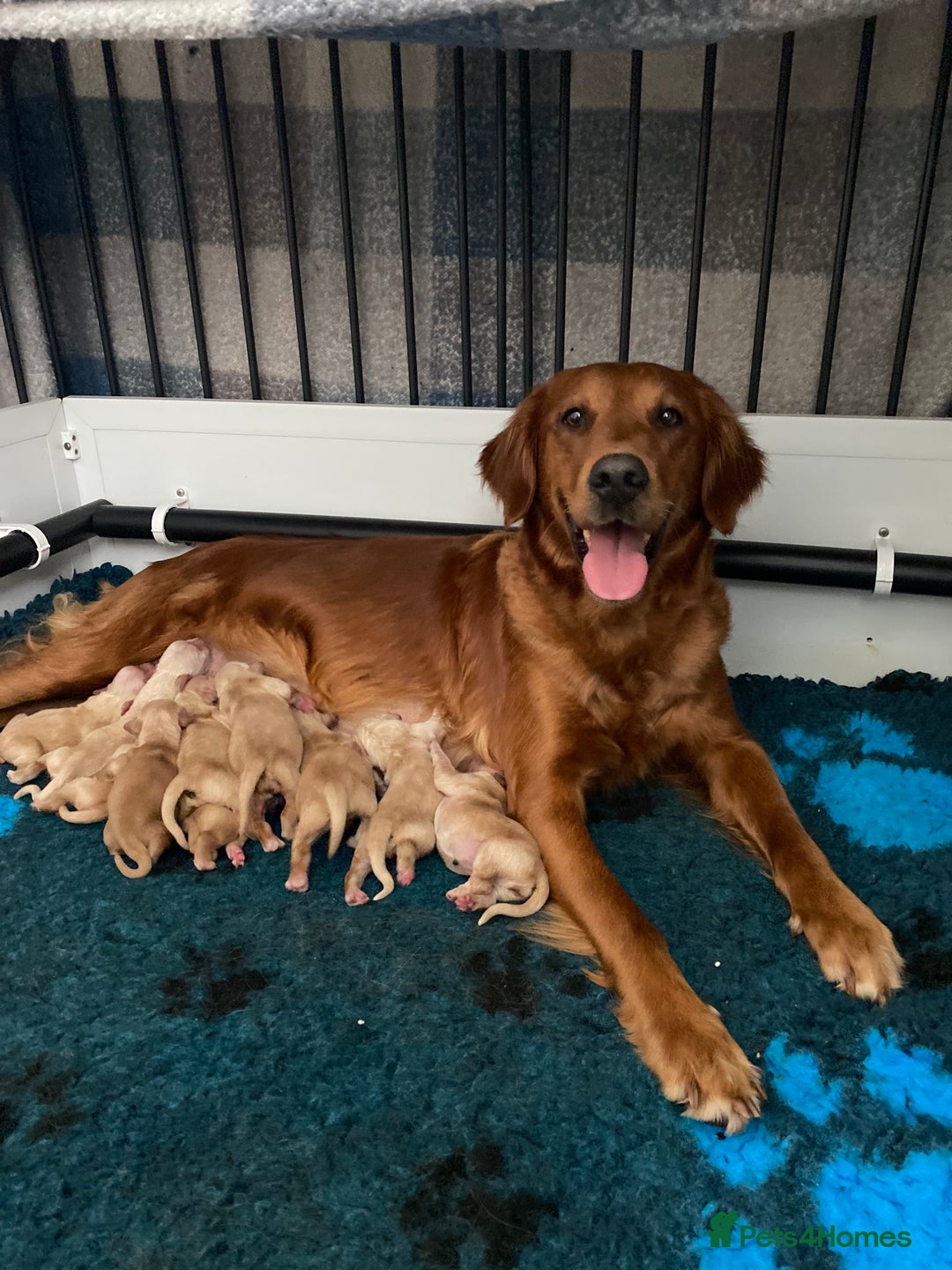 Golden Retriever dogs for sale: Beautiful litter of golden retriever puppies  - Image 1