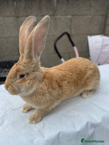 Cont Gaint Rabbit Continental Giant Rabbits Breed - Information, Temperament, Size ...
