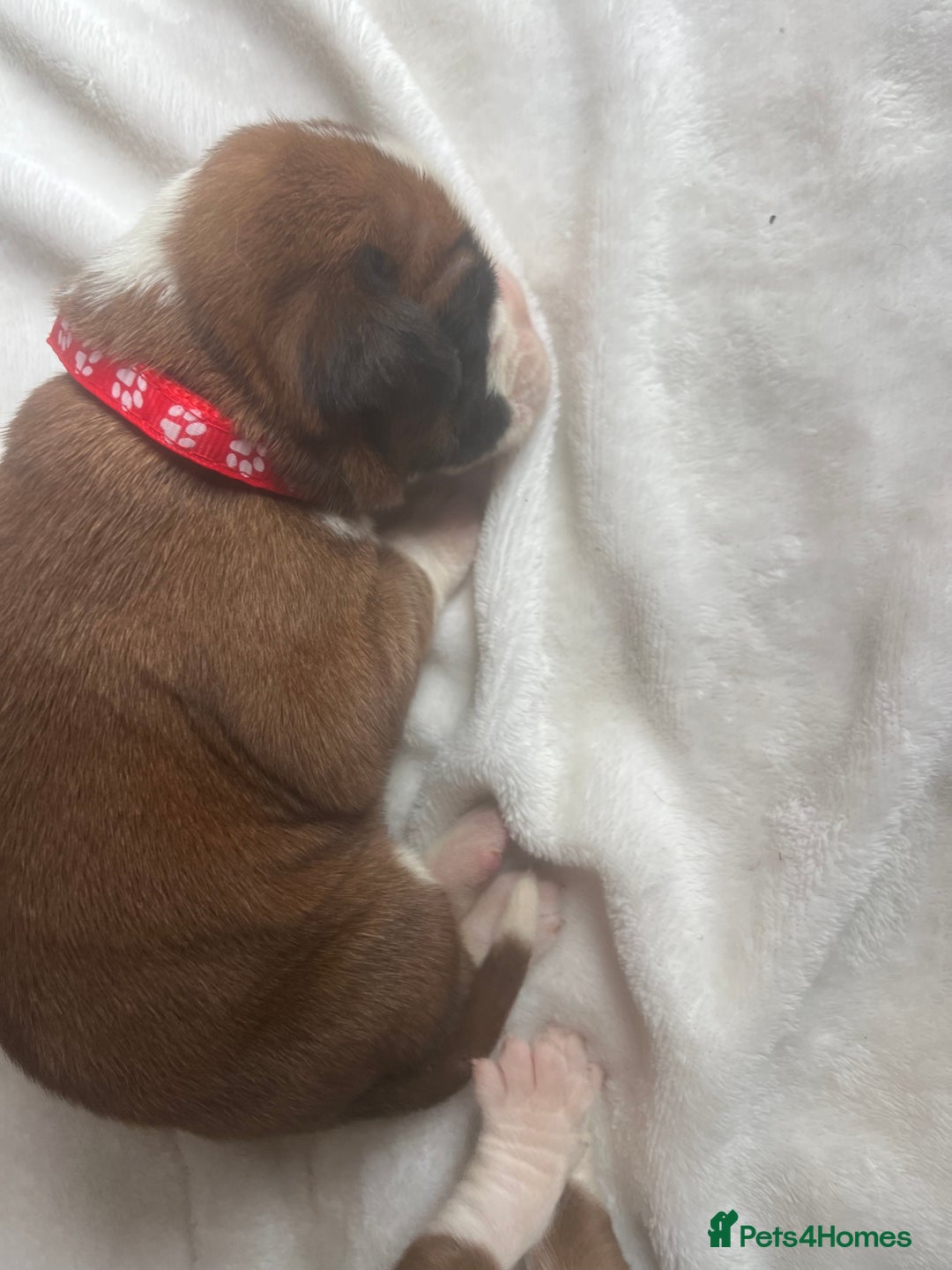 Boxer dogs for sale: Stunning Kc Boxer Puppies - Image 4