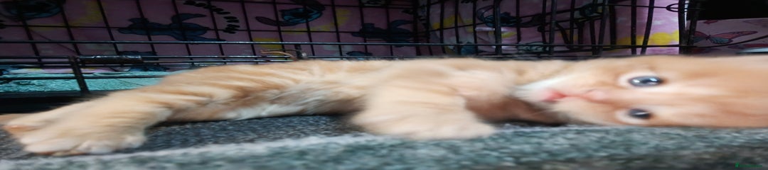 British Longhair Kitten 3