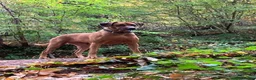 Rhodesian Ridgeback dogs for sale: Rhodesian Ridgebacks: Exceptional, 4th Generation - Advert 39