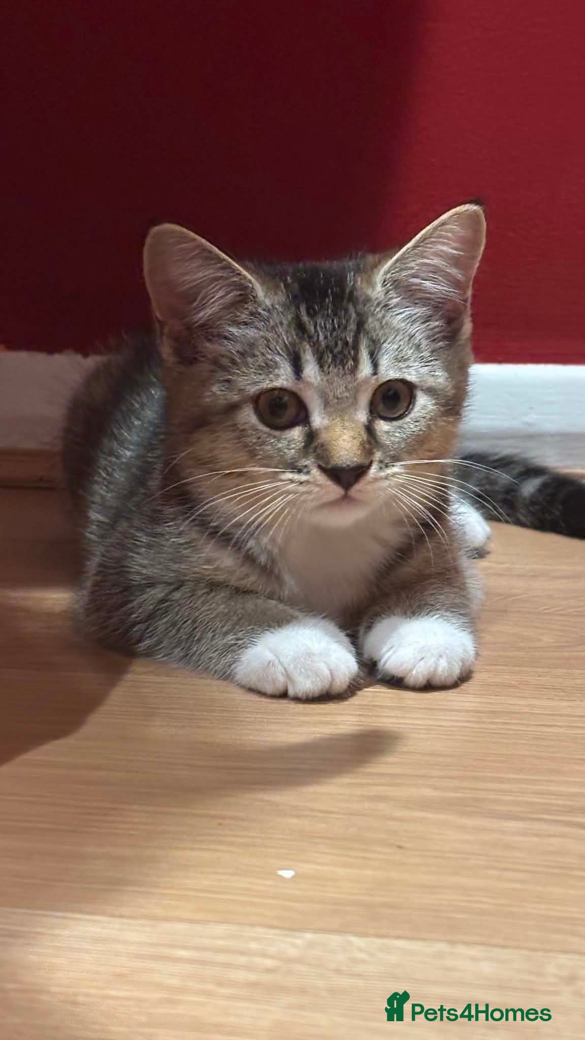 Mixed Breed cats Mix bread British shorthair and domestic  - Advert 2
