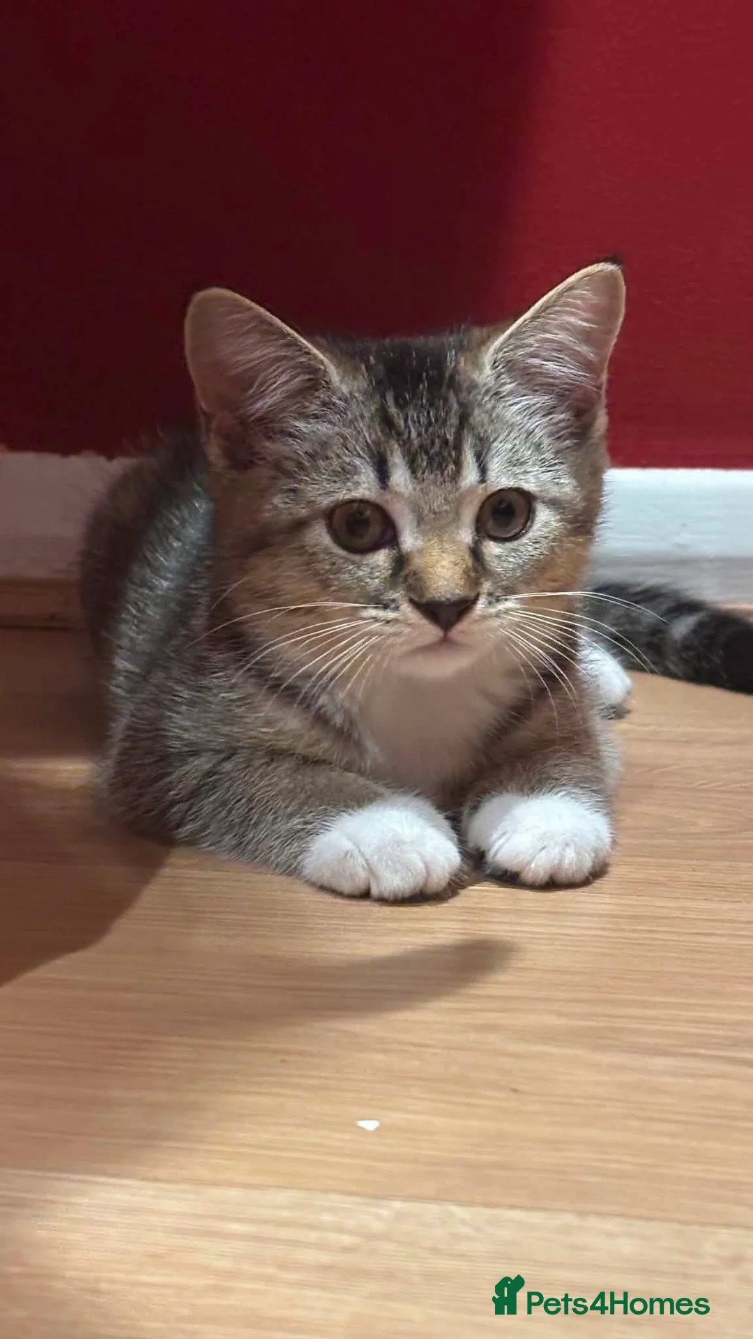Mixed Breed cats for sale: Mix bread British shorthair and domestic  - Advert 1