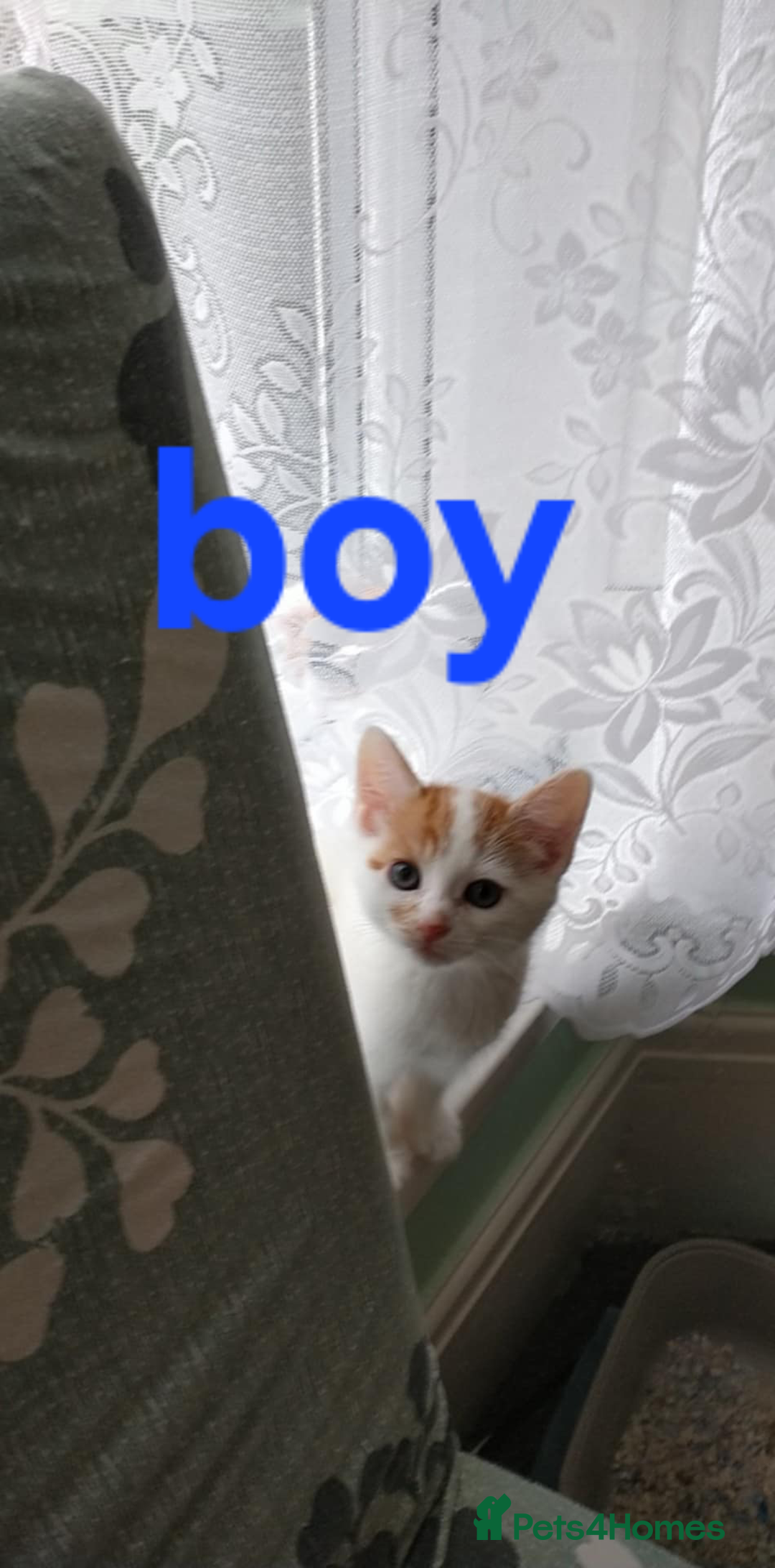 Mixed Breed cats for sale: We sell wonderful kittens  - Image 1