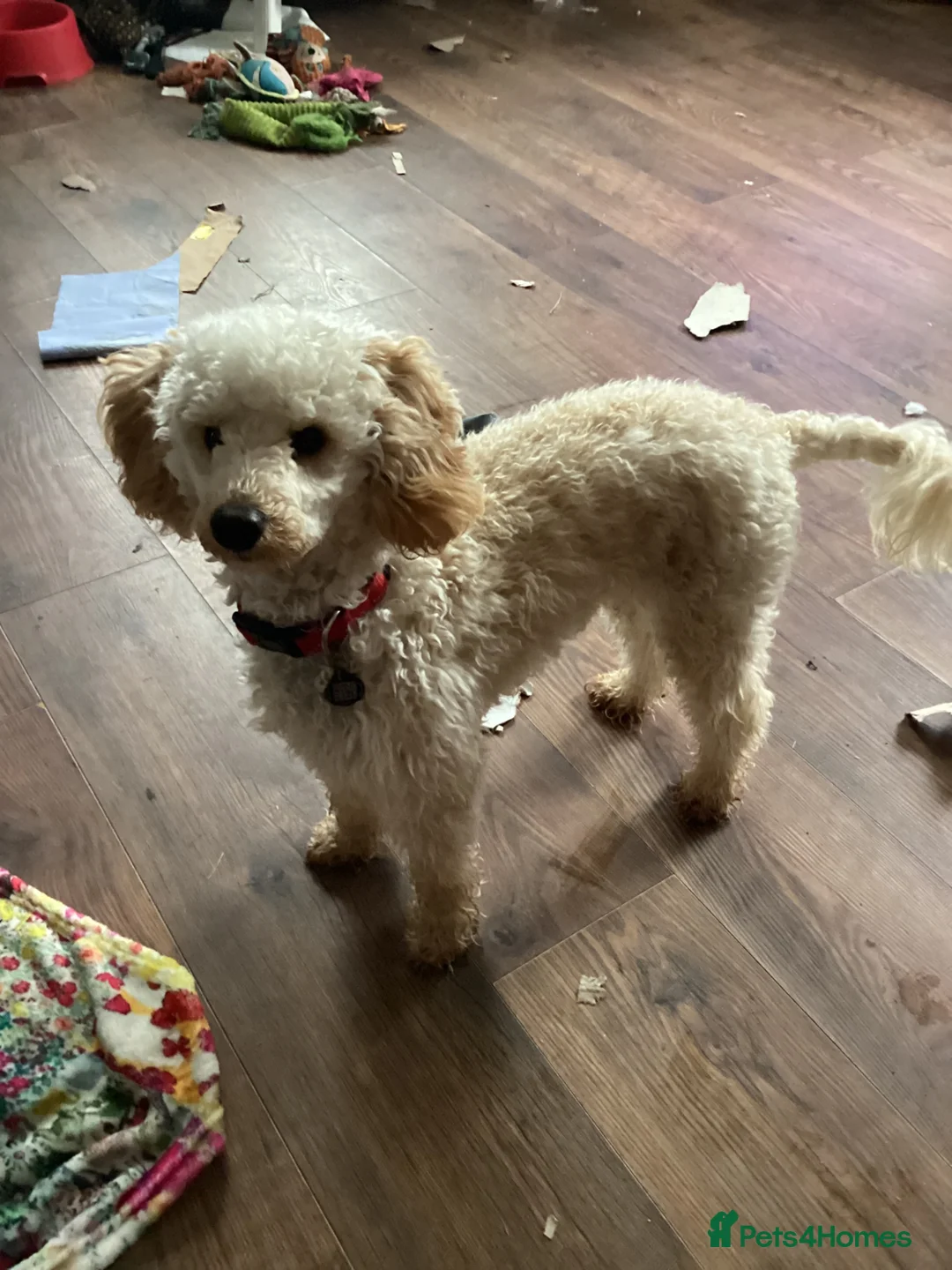Poodle dogs for sale: Mrs J Rowe in Saint Austell - Advert 1
