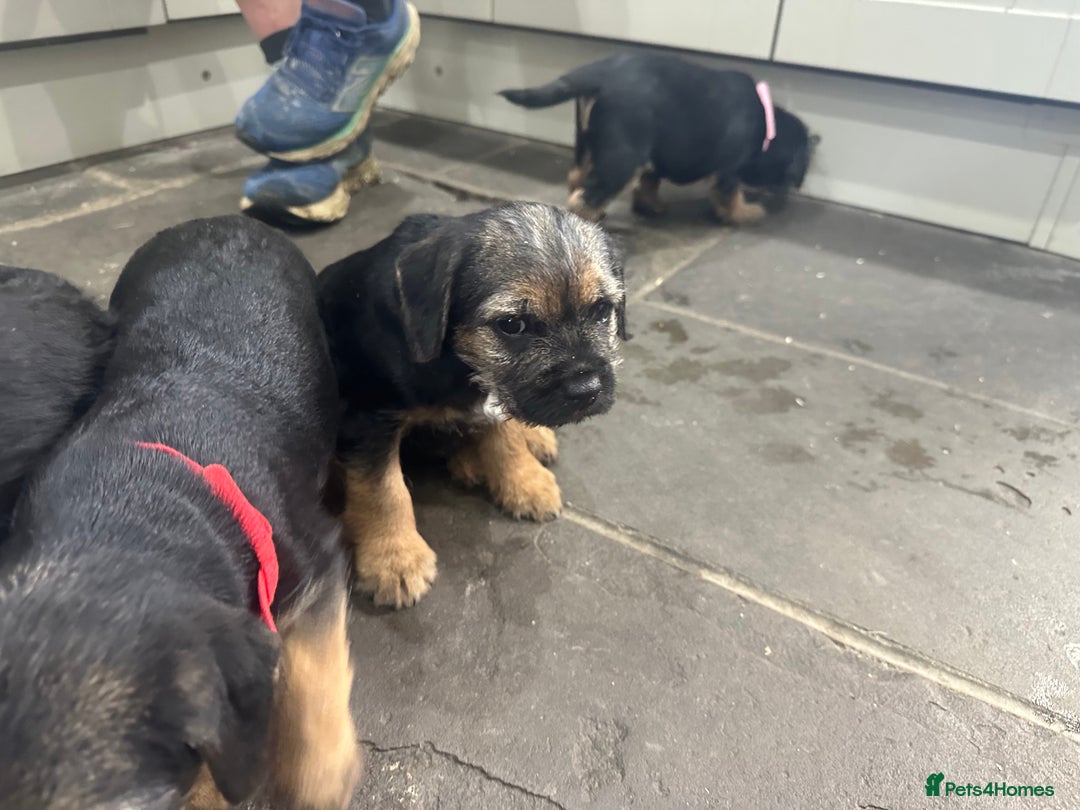 Border Terrier dogs for sale: Border Terrier Pups -Beautiful Pedigree  - Image 37
