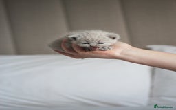 British Shorthair cats for sale: 🩶🐈🐾 Stunning BSH Kittens 🩶🐈🐾 - Image 14