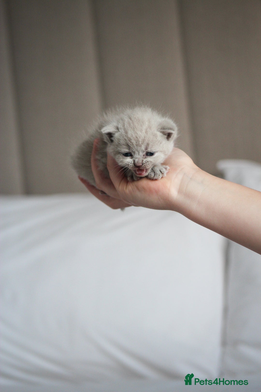 British Shorthair cats for sale: 🩶🐈🐾 Stunning BSH Kittens 🩶🐈🐾 - Image 14