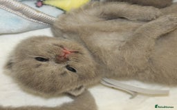 British Shorthair cats for sale: Gccf blue British shorthairs *ready November* - Image 7