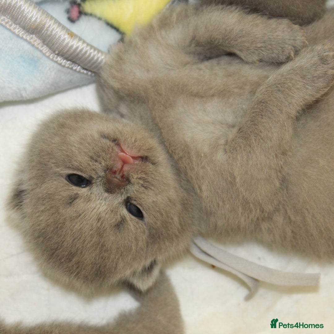 British Shorthair cats for sale: Gccf blue British shorthairs *ready November* - Image 7