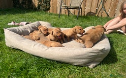 Labrador Retriever dogs for sale: Beautiful fox red Labrador pups 🐶  - Image 10