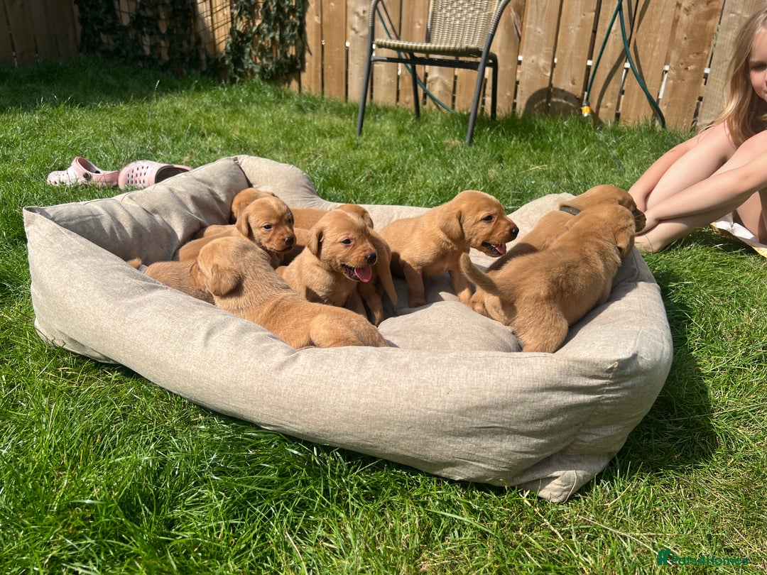 Labrador Retriever dogs for sale: Beautiful fox red Labrador pups 🐶  - Image 10