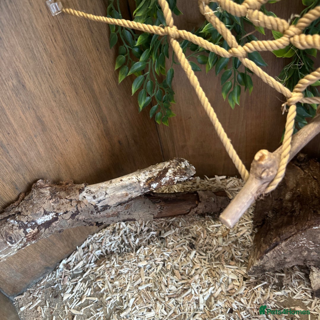 Finches birds for sale: Solid wood Avairys or Vivariums - Image 7