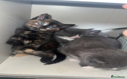 Mixed Breed cats for sale: Kittens  - Image 2