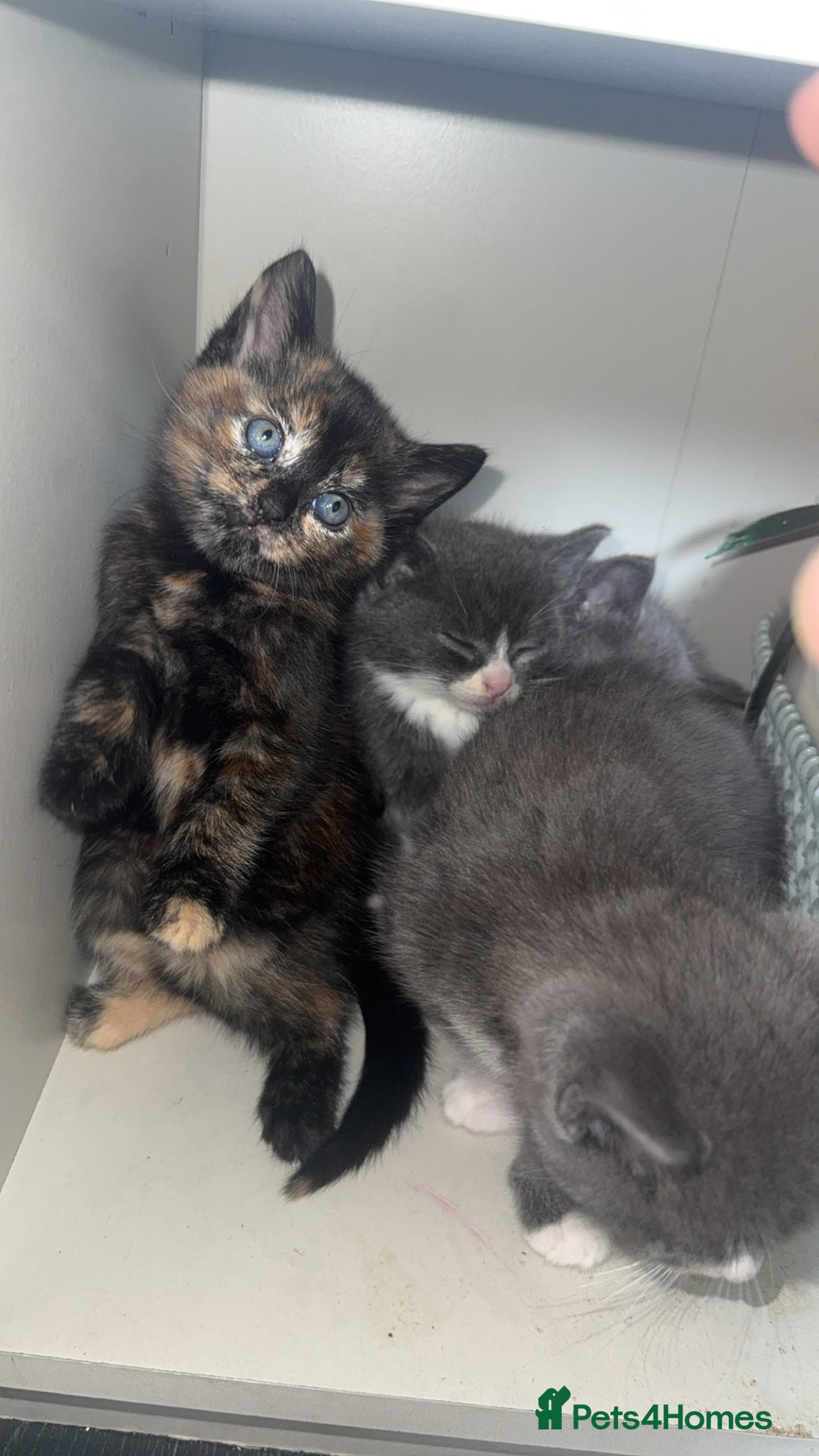 Mixed Breed cats for sale: Kittens  - Image 2