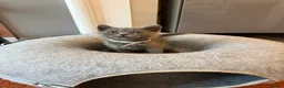 British Shorthair cats for sale: Ready to leave pedigree BSH kittens - Advert 5