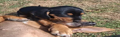 Dachshund 1