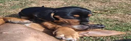 Dachshund dogs for sale: Two male dachshund puppies  in Langport - Advert 5