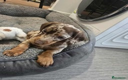 Dachshund dogs for sale: Needs rehoming ASAP - Image 6