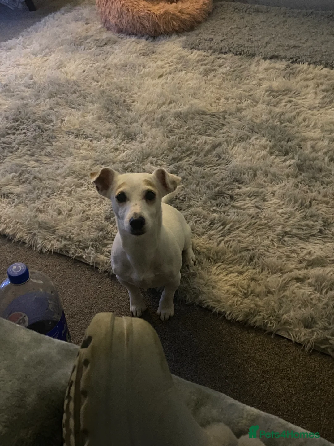 Jack Russell dogs for sale: Mini jack russel - Advert 7