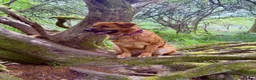 Golden Shepherd dogs for sale: Golden Shepherd - Advert 6