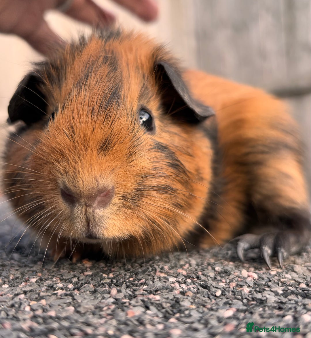 Guinea Pig rodents for sale: Baby girl and boy guinea pigs  - Image 4