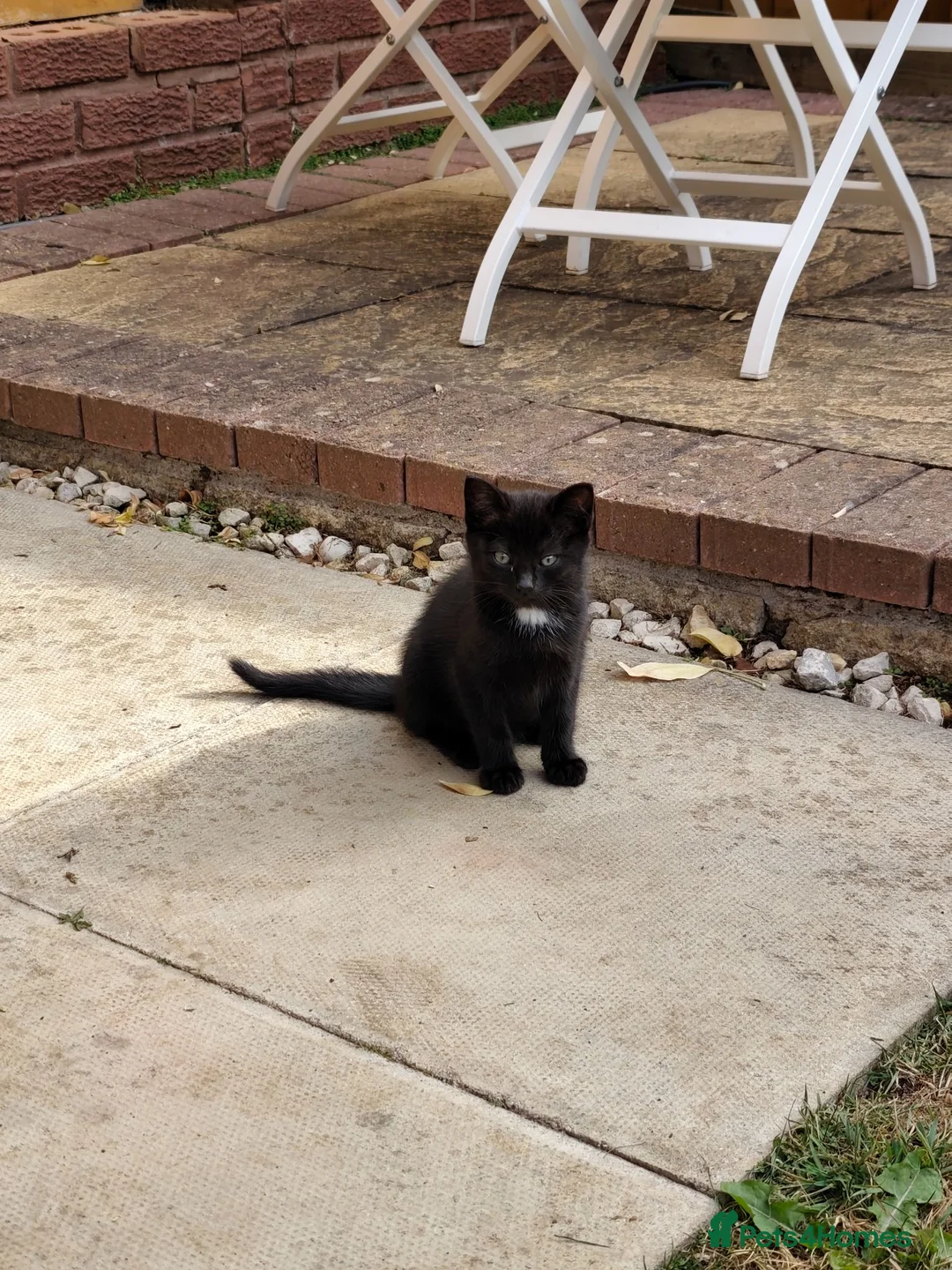 British Longhair cats for sale: Kittens  in Northampton - Advert 2