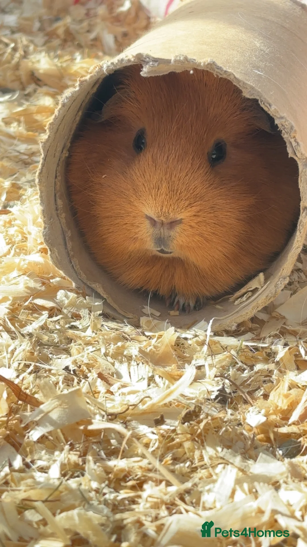 Guinea Pig rodents for sale: Trio of female guinea pigs looking for a new home - Advert 2