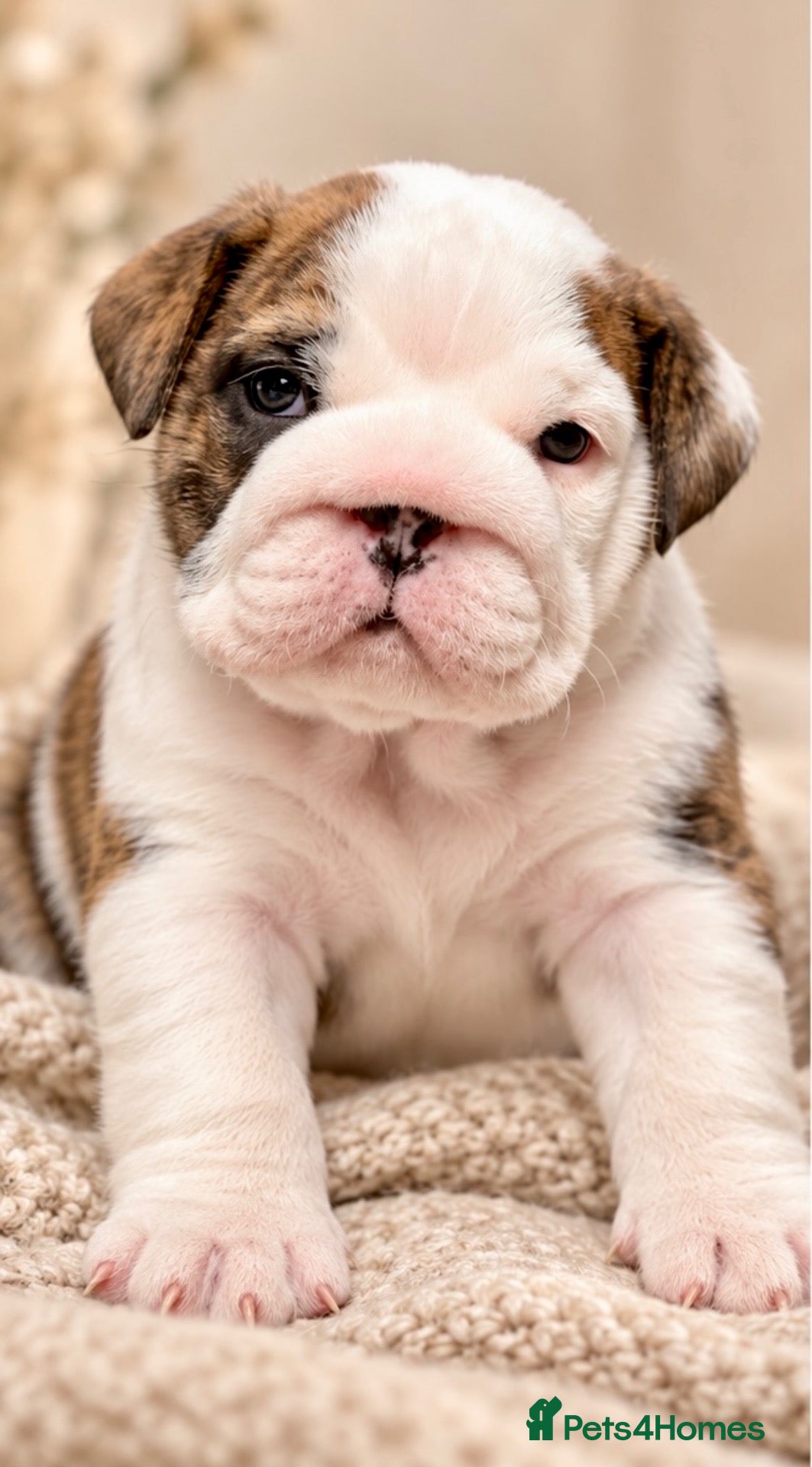 English Bulldog dogs 4 wk old Kc bulldog pups rare champ lines - Advert 2
