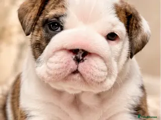 English Bulldog dogs 4 wk old Kc bulldog pups rare champ lines - Advert 2