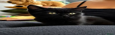 Kurro 