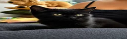 Persian cats for sale: Last gorgeous Himalayan persian kitten  - Advert 9