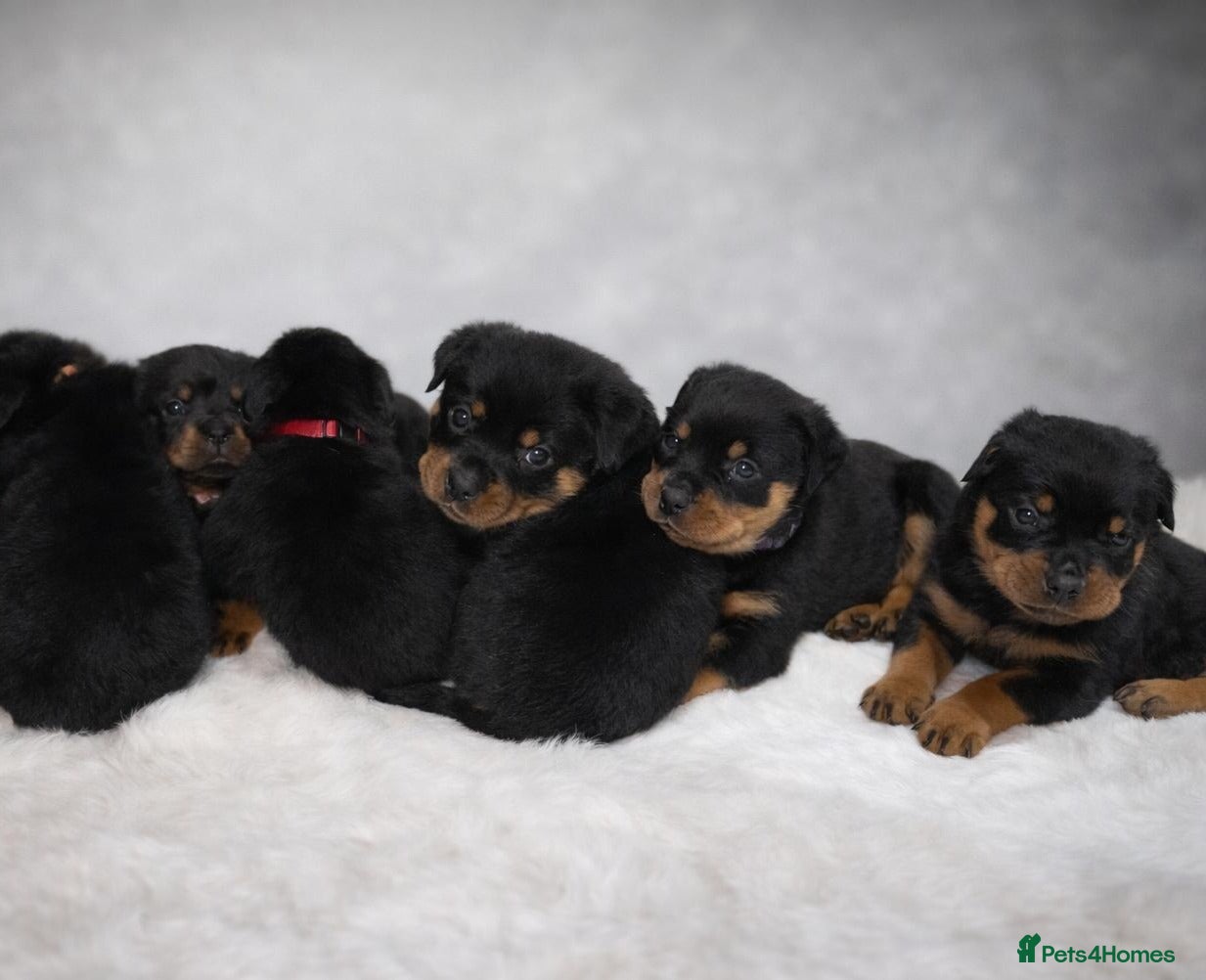 Rottweiler dogs 🐾 Beautiful Rottweiler Puppies - Advert 1