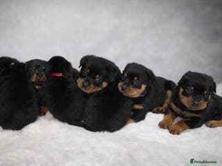 Rottweiler dogs 🐾 Beautiful Rottweiler Puppies - Advert 1
