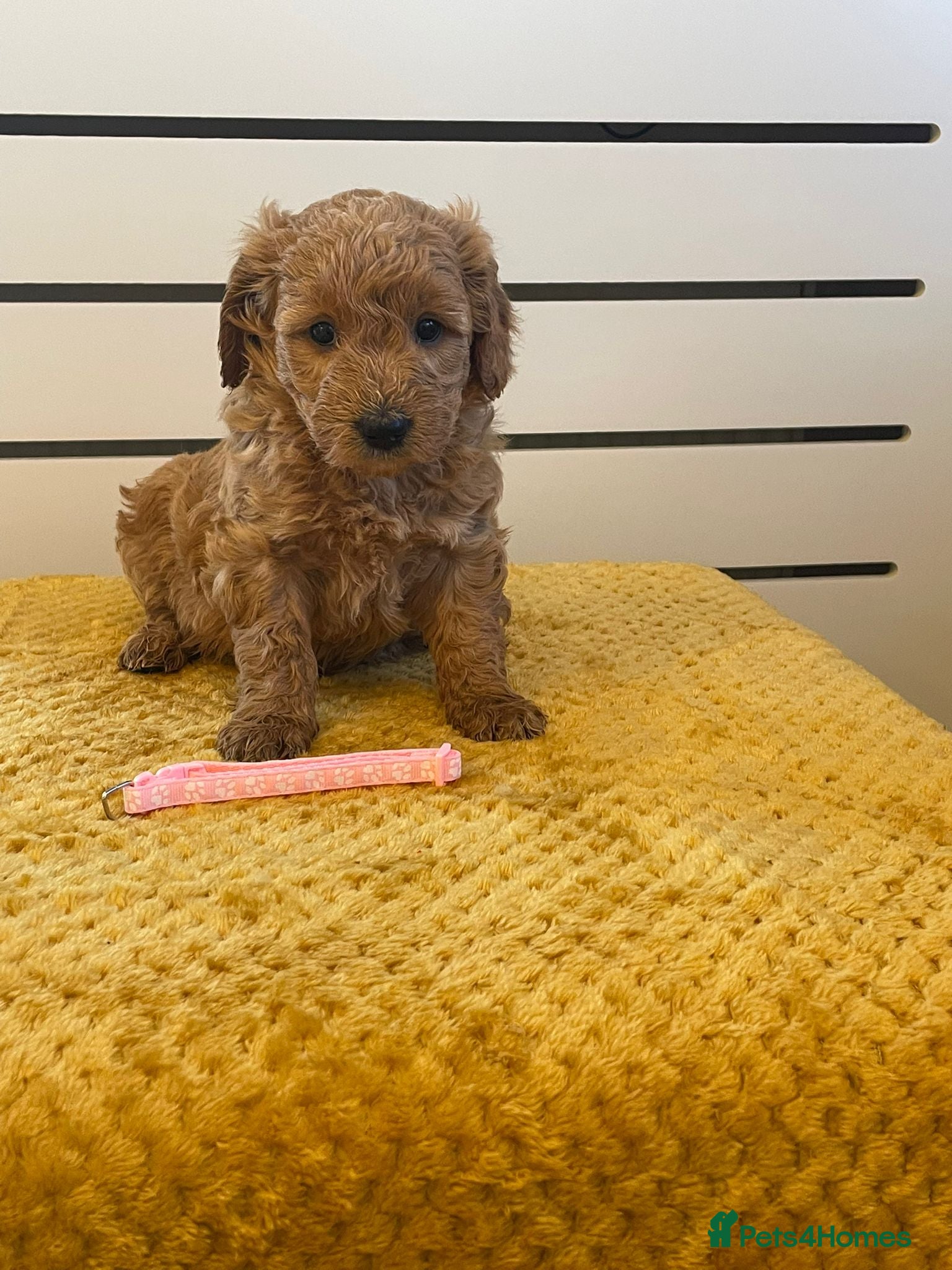 Mini Goldendoodle dogs Beautiful f1 miniature Goldedendoodle puppies - Advert 2