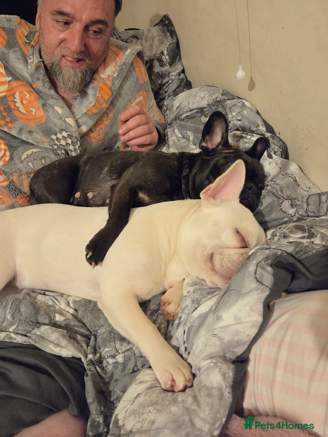 French Bulldog dogs for sale: Minnie  - Advert 2