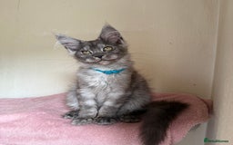 Maine Coon cats for sale: Pedigree GCCF Russian Import line Maine Coons - Image 6