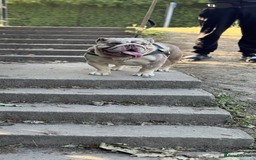 English Bulldog dogs for sale: Rehome Grizzly looking for forever home 🏡 - Image 9