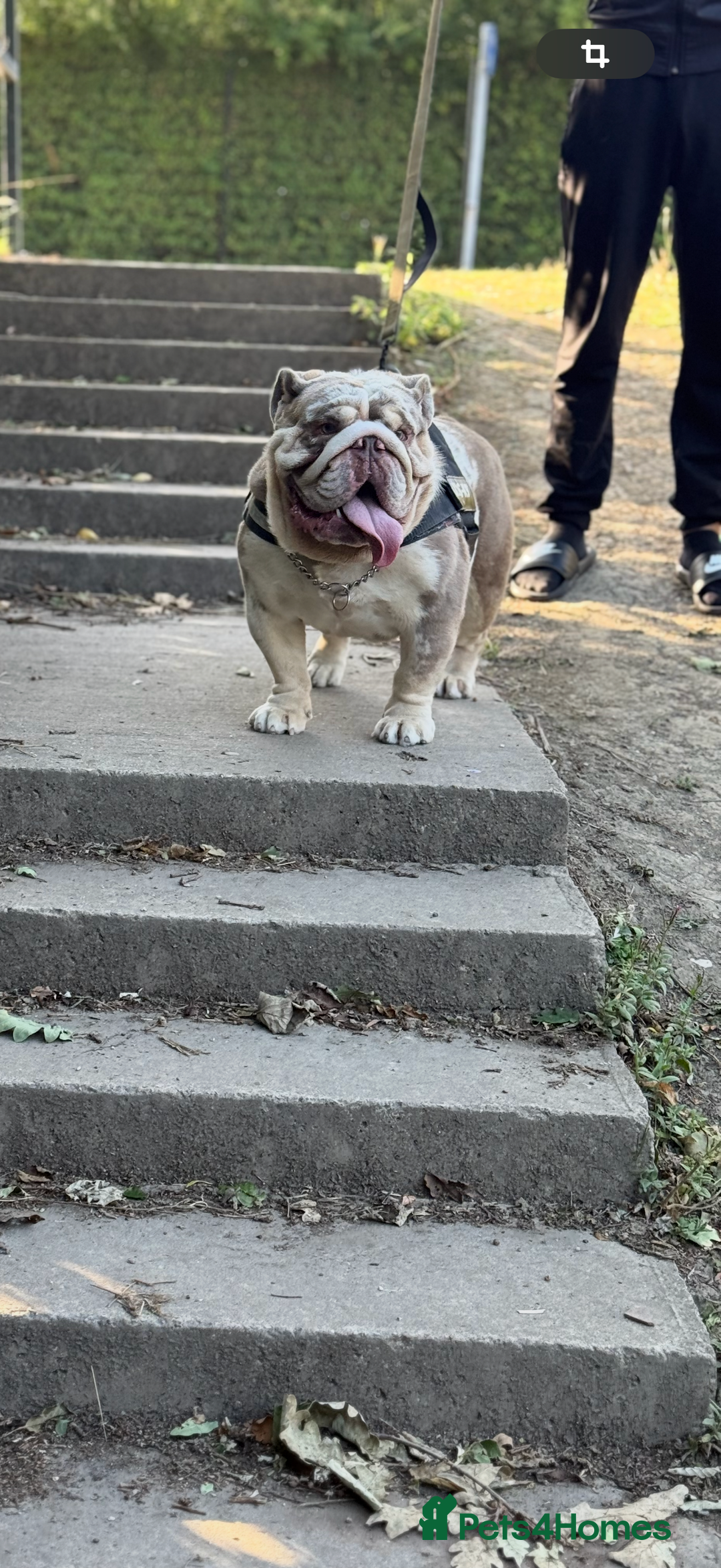 English Bulldog dogs for sale: Rehome Grizzly looking for forever home 🏡 - Image 9