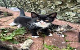 American Shorthair cats for sale: 3  male kittens for sale ( female rehomed) - Image 5