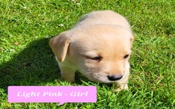 Labrador Retriever dogs for sale: Labrador Puppies - Image 4